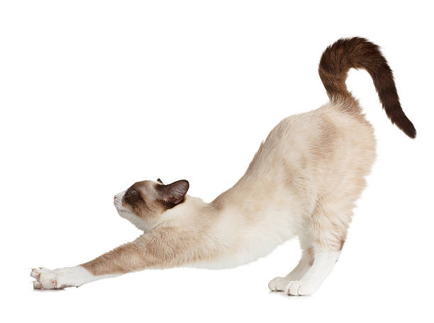 Cat stretching, isolated stock photo