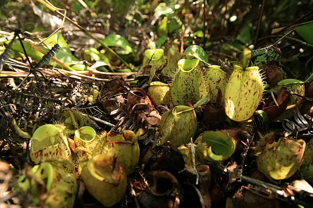 Botanical name is Nepenthes ampullaria