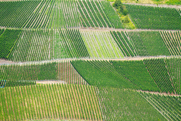 istock Vineyards of Wehlen, Bernkastel-Kues 497283996