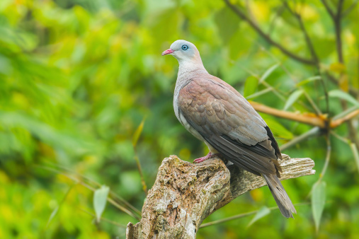 Female Barred Cuckoo Dove(Macropygia unchall)  in  nature of Thailand