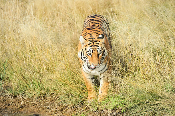 istock Portrait of a tiger 497284725