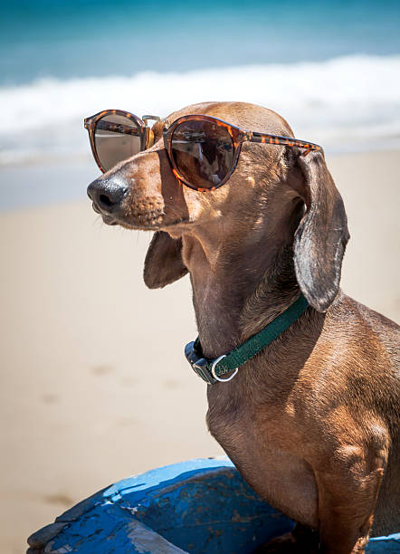 istock Dog in the beach with sunglasses 497284939
