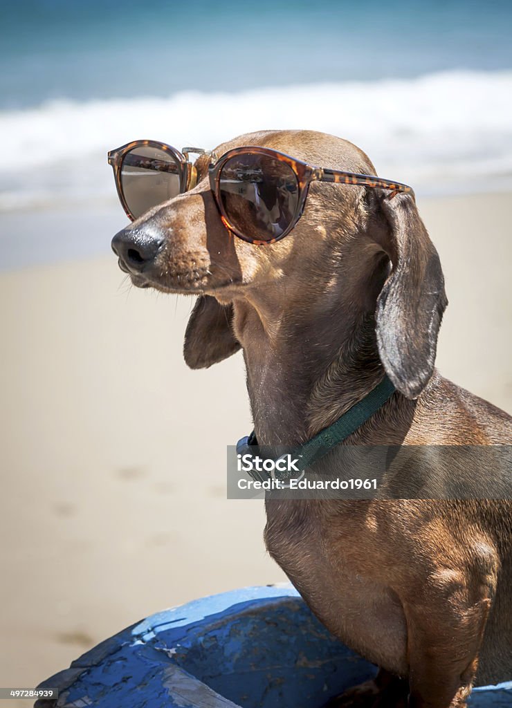 Dog in the beach with sunglasses The teckel dog is a wonderfoul pet to familyes and childrens Animal Stock Photo