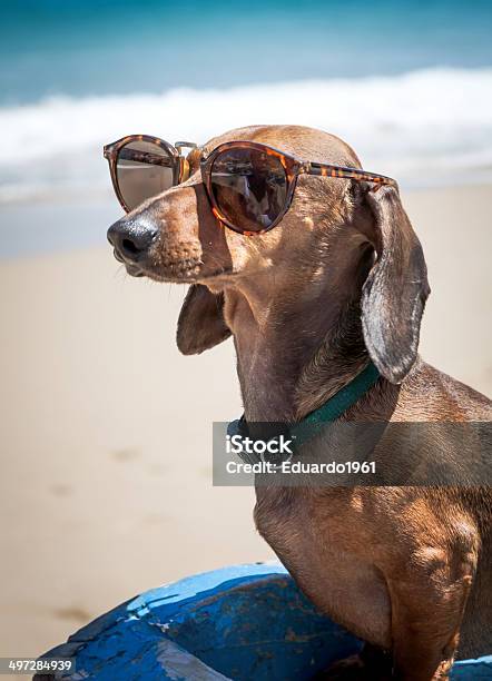 Dog In The Beach With Sunglasses Stock Photo - Download Image Now - Animal, Beach, Beauty In Nature