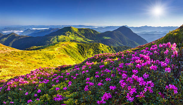 istock Magic pink rhododendron flowers in the mountains. 497285071