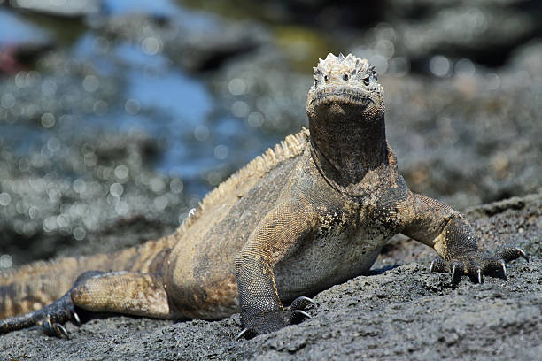 istock Galapagos Marine Iguana resting on rocks 497285395