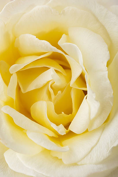 istock Bright garden blooming flowers, photographed large. 497285410