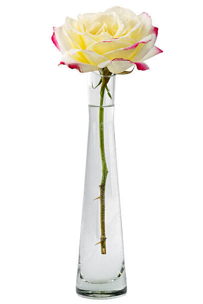 istock Beautiful garden flower isolated on white background 497285450