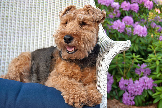 690+ Welsh Terrier Stock Photos, Pictures & Royalty-Free Images - iStock | Scottish terrier, Lakeland terrier, Silky terrier