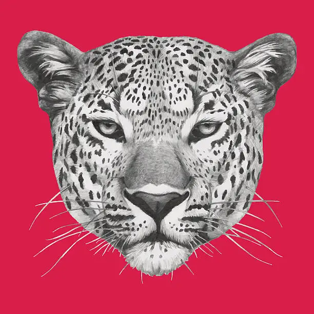 Vector illustration of Portrait of Leopard.