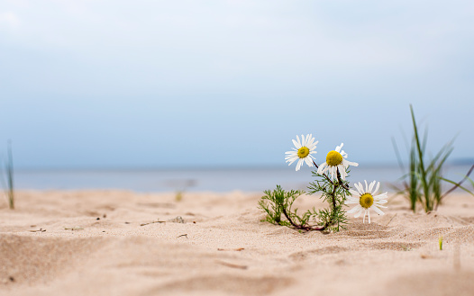 daisy flower growing in the sand on the beach near the water of the sea