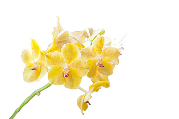 orquídea amarela - bud scar imagens e fotografias de stock