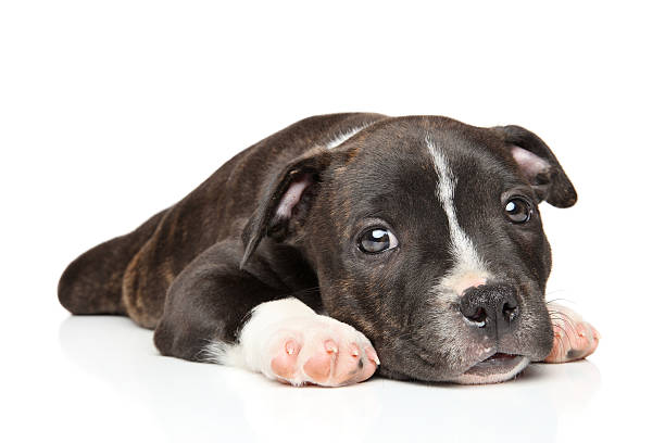 istock Staffordshire bull terrier puppy 497287012