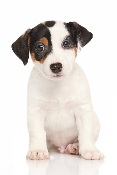 istock Jack russell terrier puppy 497287318