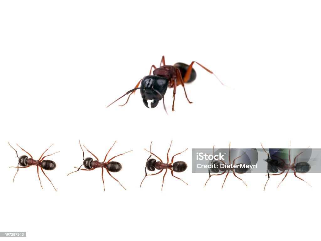 Marchando ants (Formica pratensis) XXXL imagen - Foto de stock de Fila - Arreglo libre de derechos