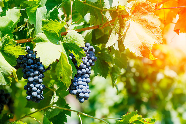 Red grapes with green leaves on the vine. Vineyard. stock photo