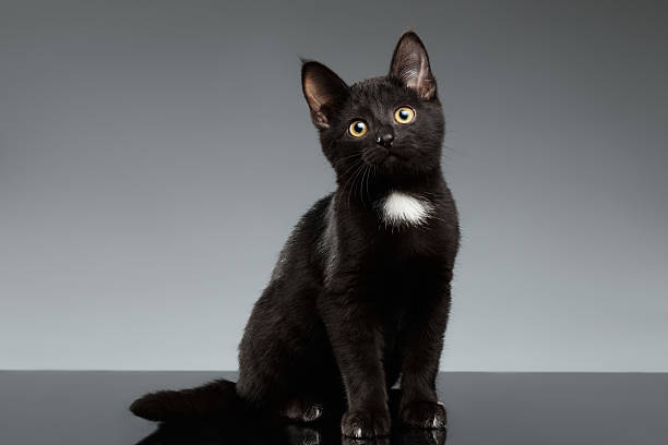 preto e branco de um gatinho situa-se no cinza - animal young animal scottish culture folded - fotografias e filmes do acervo