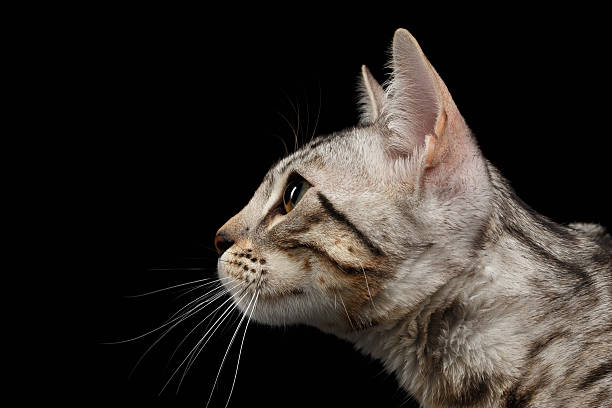 istock Closeup Portrait of Bengal Kitty at Profile view on Black 497288570
