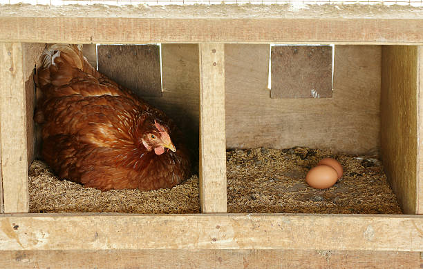 Hen in nest with eggs hen in a wooden nesting box as she concentrates on laying an egg. soft nest stock pictures, royalty-free photos & images