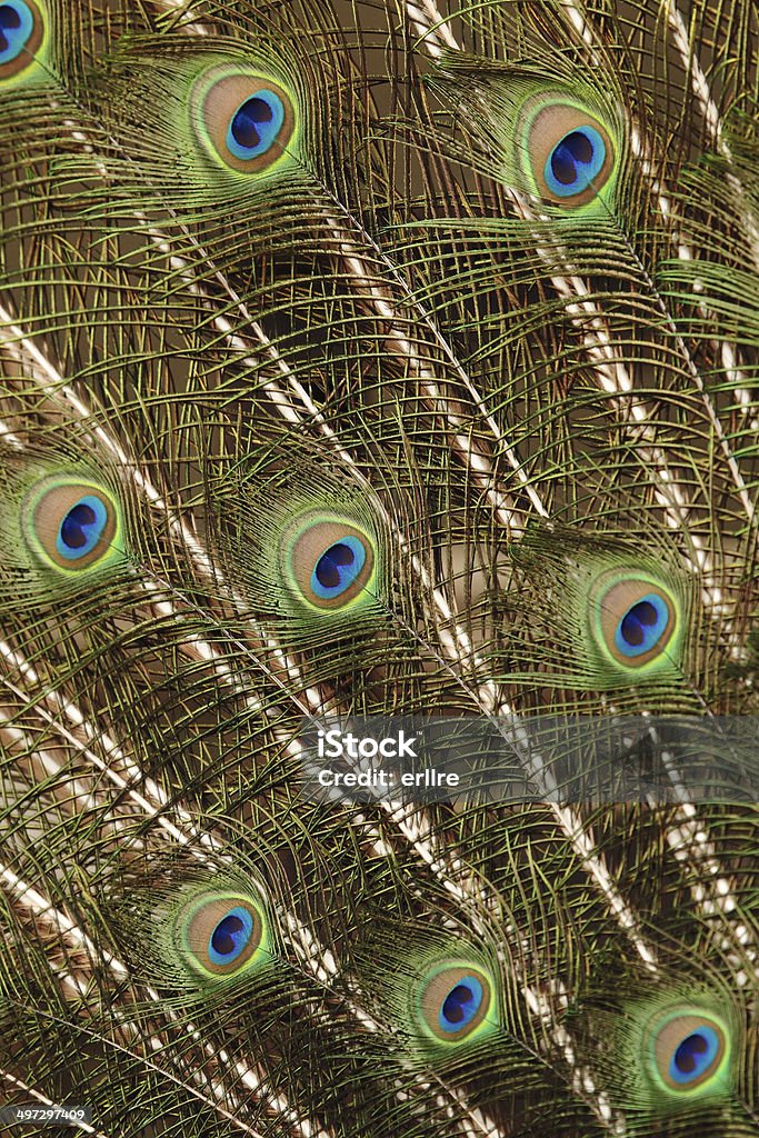 peacock - Photo de Animal mâle libre de droits
