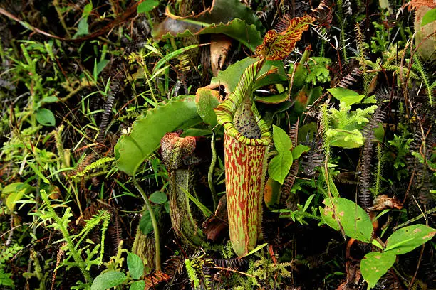 Botanical name is Nepenthes maxima