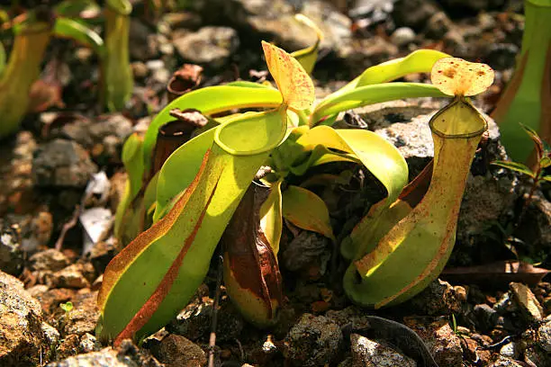 Botanical name is Nepenthes reinwardtiana