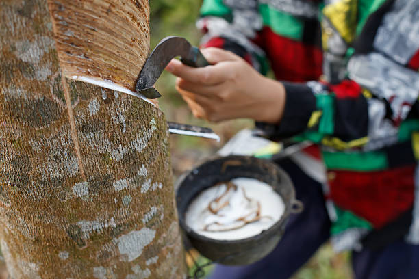 Woman collecting latex on the rubber tree