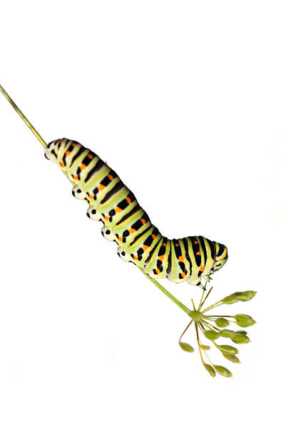 흰색 배경의 황록색 쐐기벌레 - butterfly swallowtail butterfly caterpillar black 뉴스 사진 이미지