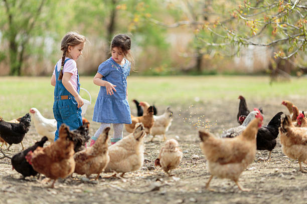 istock Two little girl feeding chickens 497298701