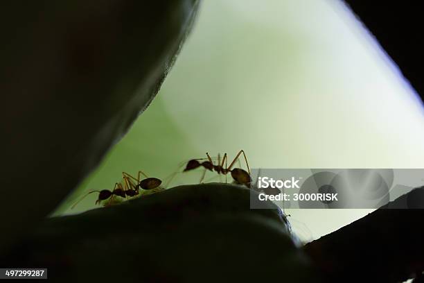 Photo libre de droit de Fourmis Sur Fond Vert banque d'images et plus d'images libres de droit de Animal invertébré - Animal invertébré, De petite taille, Effort