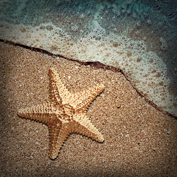 istock Starfish in the foam of the surf on the shore 497299563
