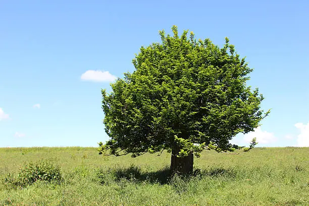 Photo showing a short, dumpy English specimen of a hornbeam tree (Latin name: carpinus betulus), appearing rather like a bonsai tree with its unusually thick trunk. This tree is growing in a wildflower meadow, where it has previously suffered storm damage and has fully recovered, growing strongly once more.