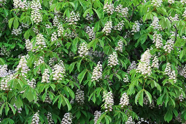 Blossoming of chestnut-tree with green leaf and white flowers background. Close-up.