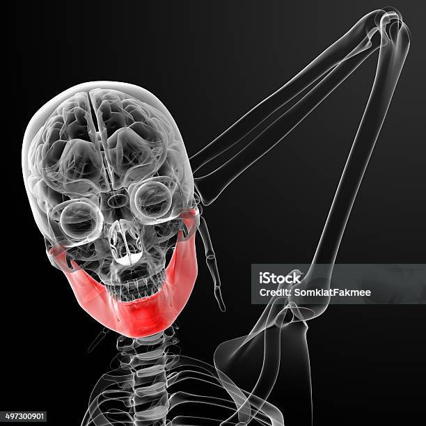 3 D 렌더링됨 일러스트 여성 턱뼈 3차원 형태에 대한 스톡 사진 및 기타 이미지 - 3차원 형태, 건강관리와 의술, 과학 ...
