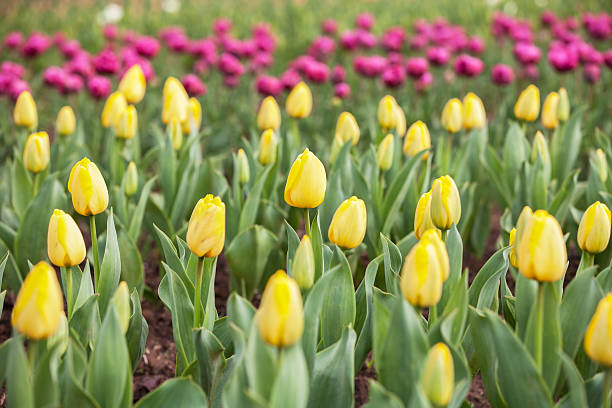 istock Yellow tulips field with Pink tulips background, Netherlands 497301049
