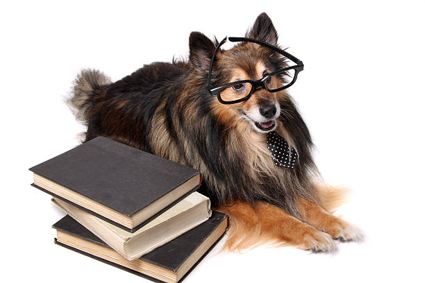 istock Sheltie dog at the office 497301701