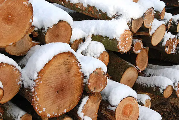 Large group of woodpile covered with snow during the Winter time.