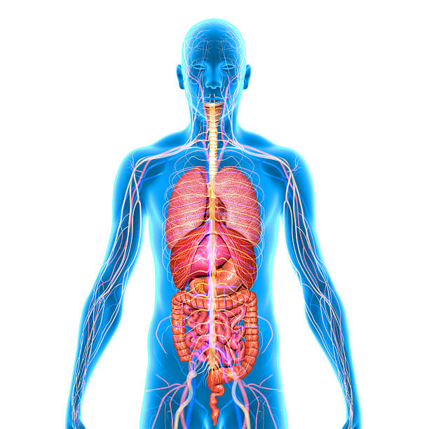 Human Organs stock photo