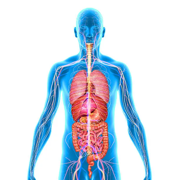 The human body is the entire structure of a human being and comprises a head, neck, trunk (which includes the thorax and abdomen), two arms and hands and two legs and feet. Every part of the body is composed of various types of cell.