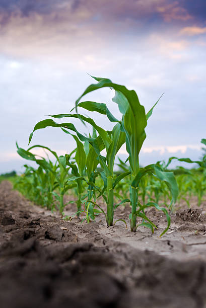istock Young green corn in agricultural field 497304523