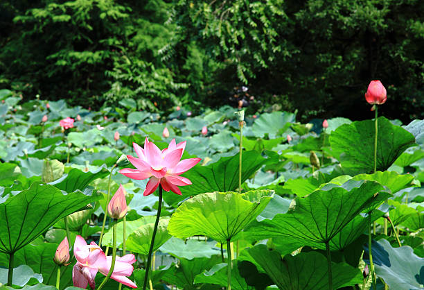 istock the lotus pond around trees 497304853