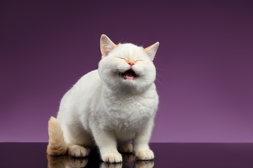 Blue Eyed British Kitten Meowing on Purple Background