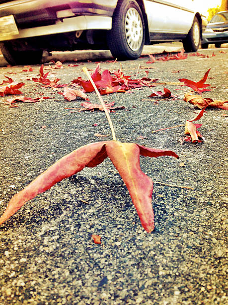 Autumn Leaves stock photo