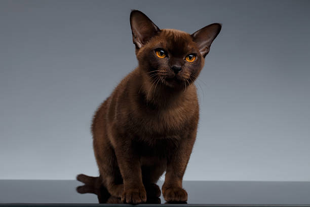 istock Chocolate Burma Cat Sits and Looking in Camera on Gray 497306624