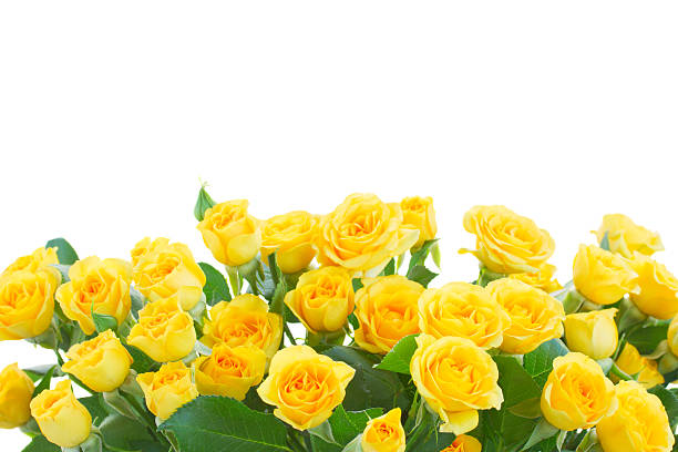 bouquet of fresh roses