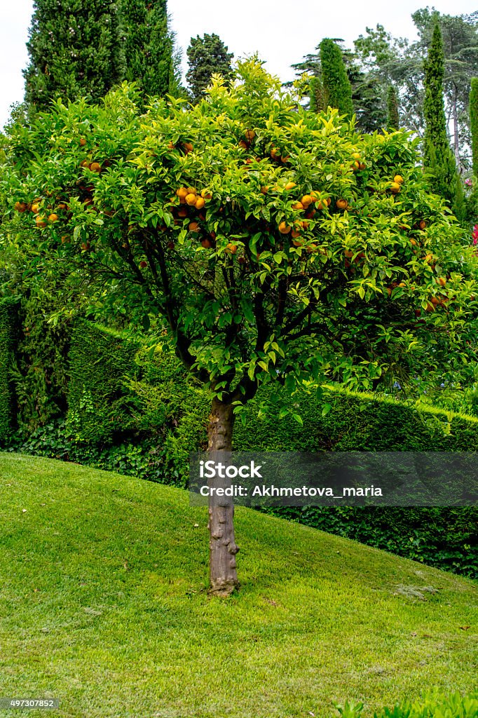 tree tangerine 2015 Stock Photo