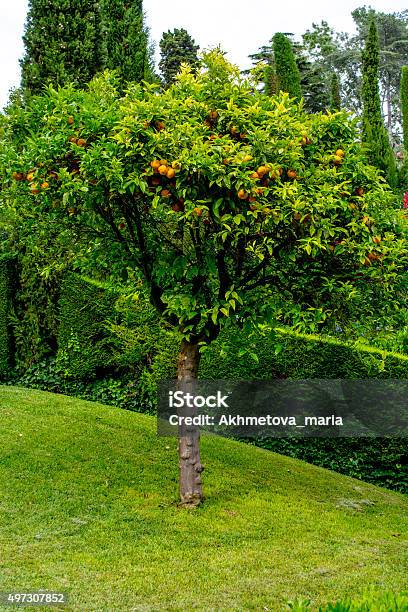 Tree Tangerine Stock Photo - Download Image Now - 2015, Agriculture, Branch - Plant Part