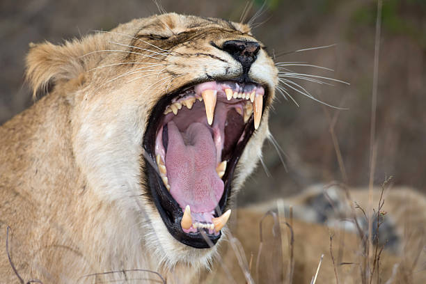 istock Female lion showing teeth 497308056