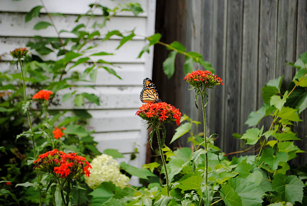 istock Monarch in garden on red milkweed 497308402