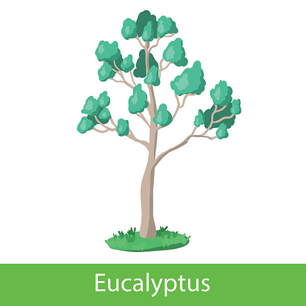 illustrations, cliparts, dessins animés et icônes de arbres de dessin animé à l'eucalyptus - eucalyptus eucalyptus tree leaf tree